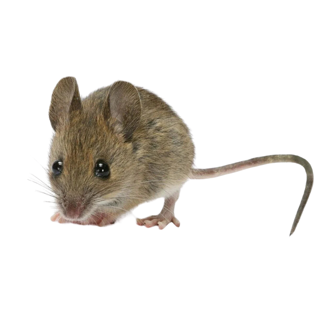 Rats Removal - Entomologist Expert