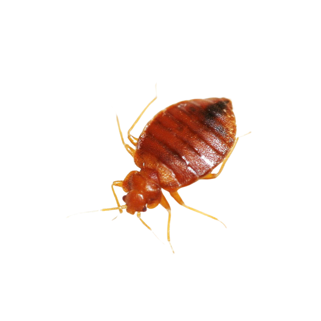 Bed Bug Control - Entomologist Expert