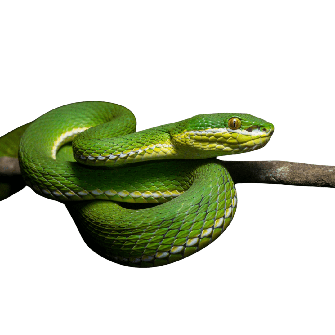 Snake Removal - Entomologist Expert