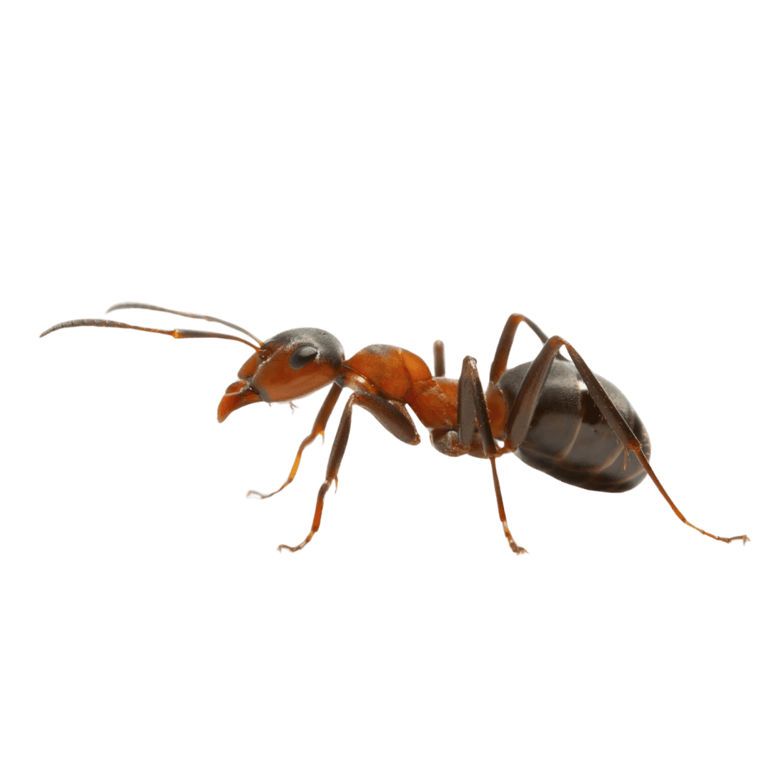 Ants Removal - Entomologist Expert