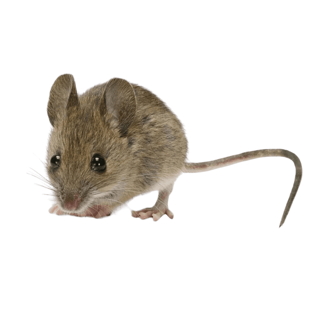 Rats Removal - Entomologist Expert