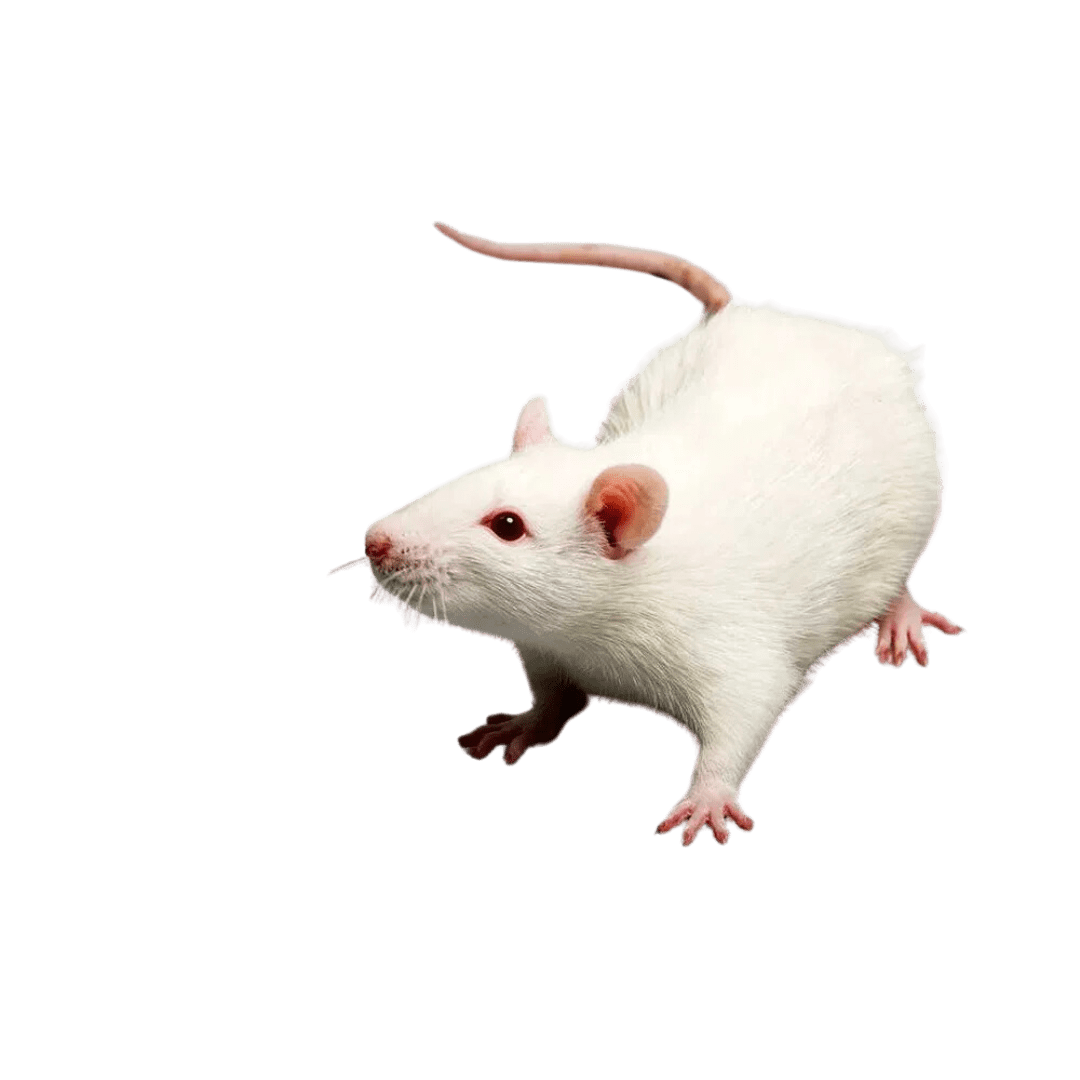 Mouse Removal - Entomologist Expert