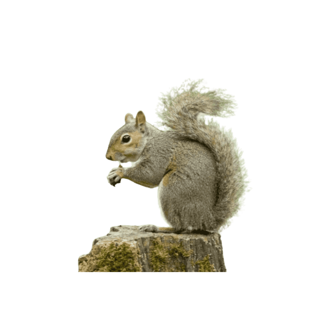 Squirrels Removal - Entomologist Expert