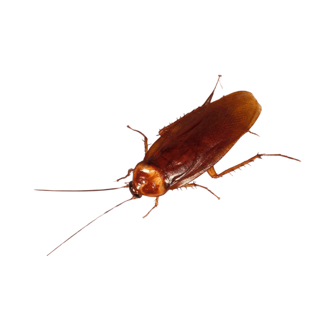 Cockroaches Control - Entomologist Expert