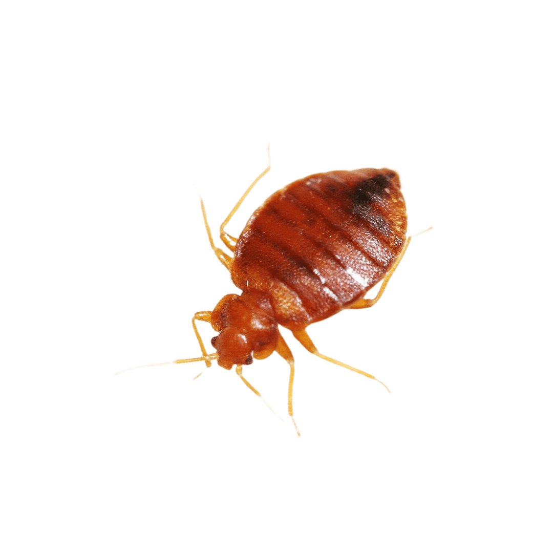 Bed Bug Control - Entomologist Expert
