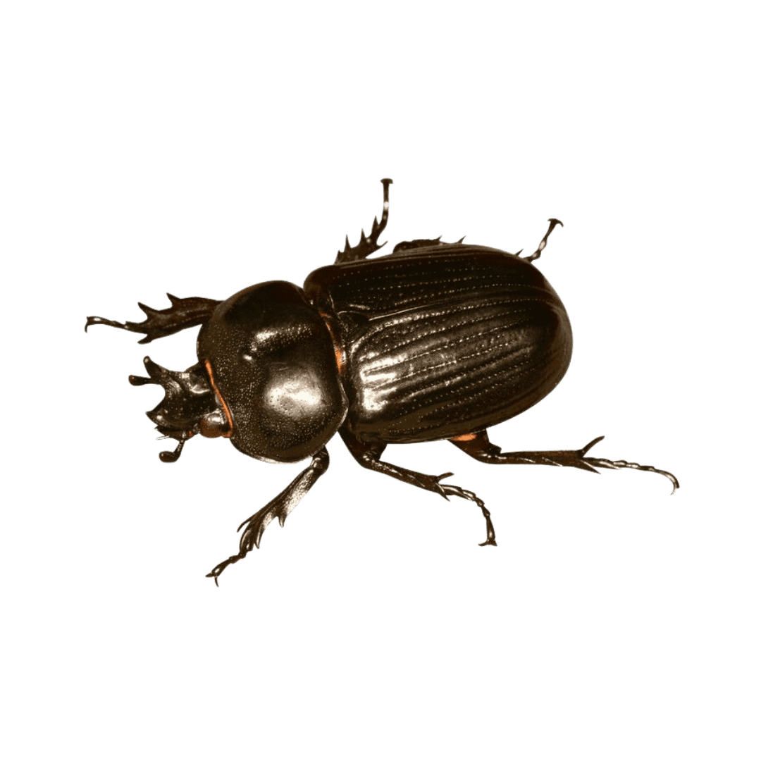 Beetles Removal - Entomologist Expert